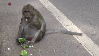 The Wonderful Technique of Monkeys How To Eat Lotus Fruits In And Outside.