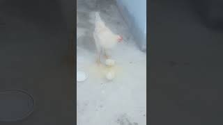 chiki and mother have eat #shorts #ytshorts #trending #chiki #mother