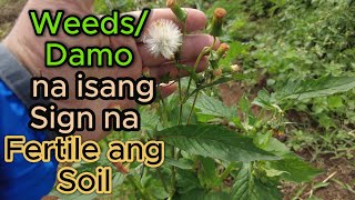 Weeds o Damo na isang Sign na Fertile ang Soil