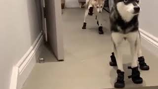 Dogs and Shoes | lovely video