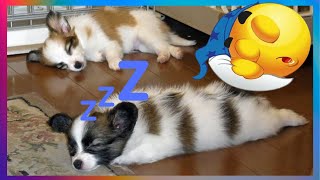 【FUNNY VIDEO】TRY NOT TO LAUGH (DOGS, CATS AND ANIMALS) #2