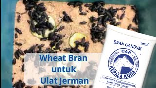 Wheat bran untuk media ulat jerman