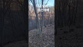 자연재벌농부의 인생정원 만들기 곤달비 임간재배 지역 겨울철 관리#간벌#토양개량제