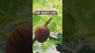 BUAH TIN jenis ini cocok untuk kebun buah, per buah bisa mencapai 80-100gr, tapi cara nanamnya beda