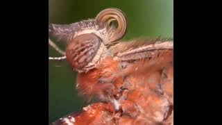 Butterfly close up- wait for it #shorts #butterfly