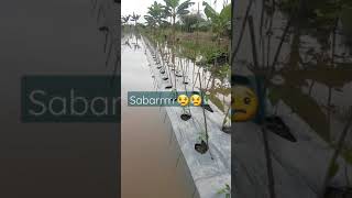 banjir tahunan di kebun cabai #shorts