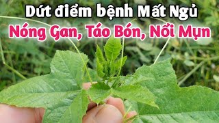 Dứt điểm bệnh Mất Ngủ | Nóng Gan | Táo Bón | nổi Mụn Rất Tuyệt vời | PHAN HẢI Vlog