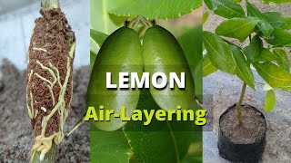 How to Air-Layering Lemon । Nimbu grow । Citrus limon