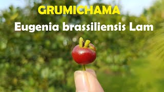 Eugenia brasiliensis, Grumichama, Ceri Brazil yang Manis Asam