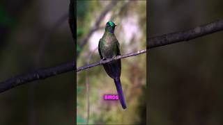 WONDERFUL HUMMINGBIRDS - AMAZING NATURE