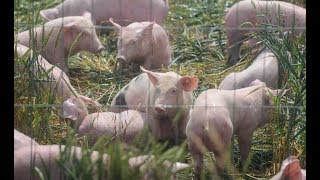 Hunderte Ferkel sterben bei Lkw-Unfall