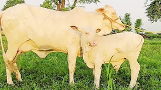 عزیز کیٹل فارم اینڈ پلائی سینٹر حاصل پور Aziz Cattle Farm and Palai Center Hashilpur