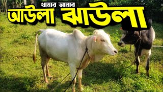 খামারে কাজ চলতেসে || মাখনের  আপডেট || Purbasha Agro