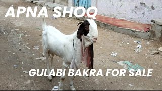 apna shoq ❤️ gulabi bakra/ cow mandi 2022 @mandivlogswithEjaz