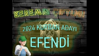 Keremin Çiftliği 2024 Kurbanlık Büyükbaş Efendi - SATILDI