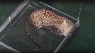 Saving injured leopards and giving them a second chance at life | Animal rescue compilation