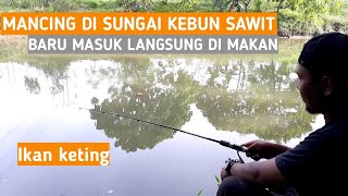 spot mancing di sungai kebun SAWIT / MANCING SANTUY