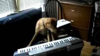 Dog Singing and playing music