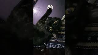 Cat Funny Video 🐱 | #shorts #cat #viral #funny