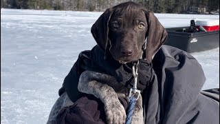 The new puppy goes ice fishing!