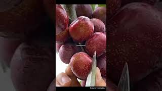 fruit harvesting~oddly satisfying#rurallife#rural_life_india#nature#satisfying#shorts#subscribe