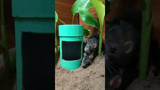 Cat Loves Short Games Mouse Episode 18 | Mouse hide and seek | Music for Cats - Cat Paul #catgames