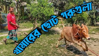 খামারের ছোট সাইজের দেশি গরু || Purbasha Agro