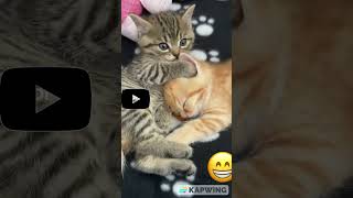 Cute Kitten  #shorrts #viral #youtubeshorts