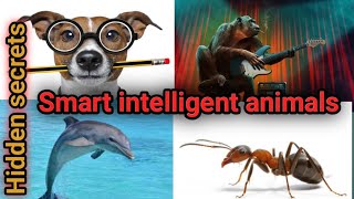 Top 10 most intelligent animals || Animals facts around the world || Smart animals compilation