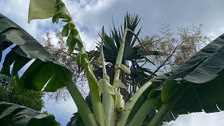 DEFICIENCIA DE CALCIO EN PLATANO Y BANANO.