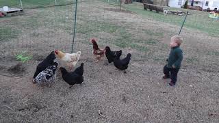 Toddler chasing CHICKENS! Our FIRST #SHORTS