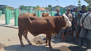 17.000 ‼️ SAPI BAKALAN JOGROG PERSIAPAN QURBAN, Harga murah pasar Bojonegoro