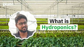 What is hydroponics? | Hydroponic farming explained