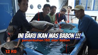 cuma ada di PKJ ikan mas Sebesar ini #trending #viral #galatamaikanmas #shorts #short #video