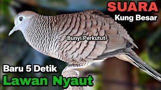 Perkutut Lokal Gacor Suara Besar Nyaring Masteran Burung Perkutut Agar Bunyi