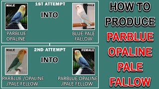 HOW TO PRODUCE PARBLUE OPALINE PALE FALLOW & BLUE OPALINE PALE FALLOW BLUE-2 | AA BIRDS INFORMATION