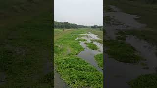 nature of village river #shorts #nature #beautiful #video