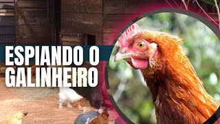 Espiando o Galinheiro