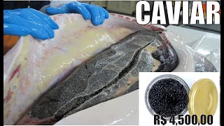 FANTASTICA Fazenda de criação de peixes para remoção de Ovas e fabricação de CAVIAR. Finlândia