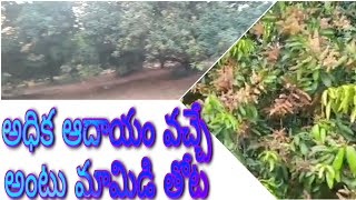 Mango garden for sale||