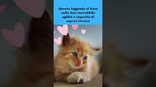 "La Teoria delle 9 Vite" #shorts #curiosità #gatti #cats#chat#gatos#katzen#кошка#猫#katt