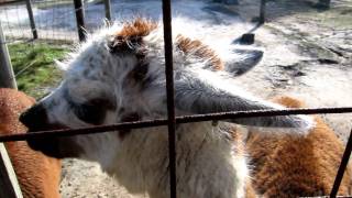 Llama sneeze