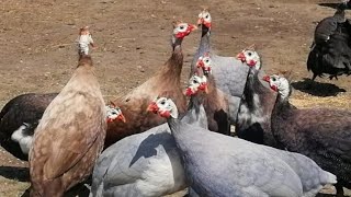 Todas as Cores de Galinhas D'angola que eu Tenho.