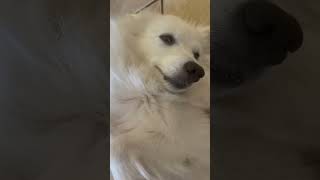 Adorable American Eskimo dog