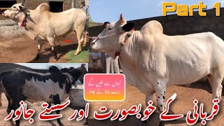 Cattle Farm k Janwar 🐮 | Masti Waly Fatehjangi 2022 | Rajpoot Cattle Farm | Beautiful Dhani Bulls