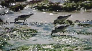 Sanderling