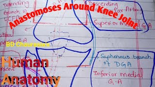 Anatomoses Around Knee Joint [BD Chaurasia's] Human Anatomy