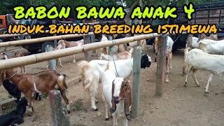 Update Harga Kambing hari ini di pasar hewan Lodoyo-Blitar.jum'at, 12 Agustus 2022.