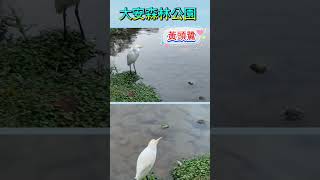 大安森林公園黃頭鷺