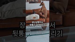 뒷통수 갈겨버리기 #이탈리안그레이하운드